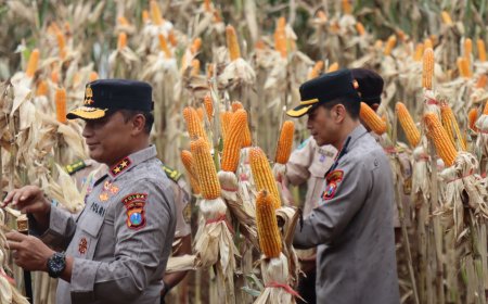Kapolda Jatim Dampingi Gubernur Panen Jagung di Banyuwangi
