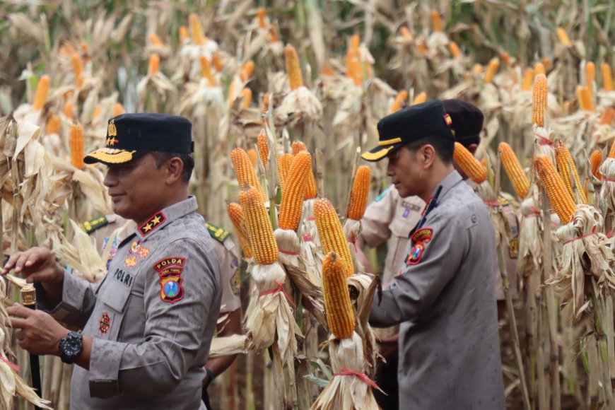 Sinergi Polda Jatim dan Pemprov, Panen Jagung di Banyuwangi untuk Swasembada